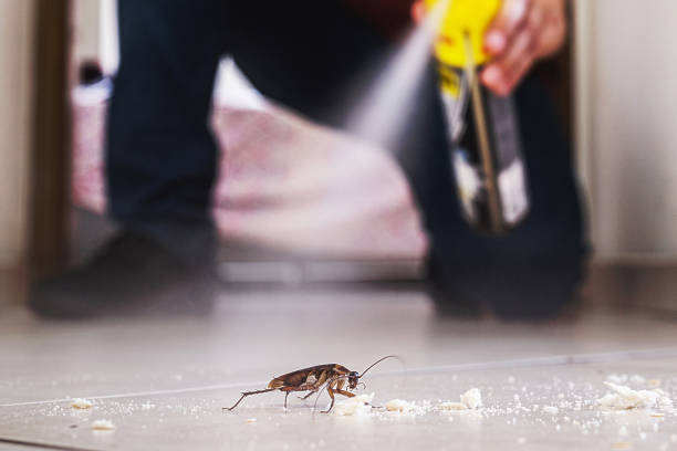 Reliable Kealakekua, HI Pest Control Solutions